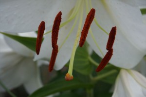 屋外・ミラーレスマクロの百合の花