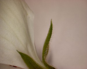 花5の花粉
